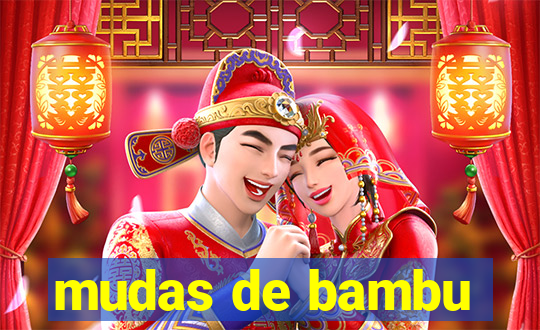 mudas de bambu