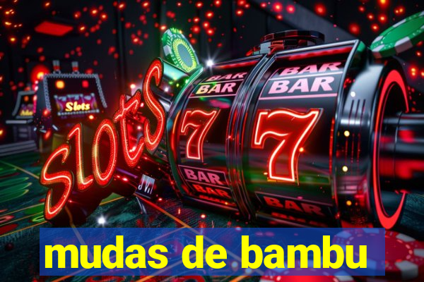 mudas de bambu