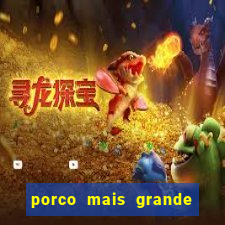 porco mais grande do mundo