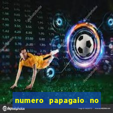 numero papagaio no jogo do bicho