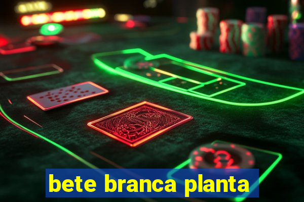 bete branca planta