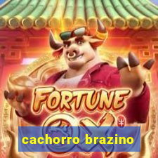 cachorro brazino