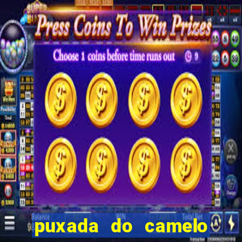 puxada do camelo jogo do bicho