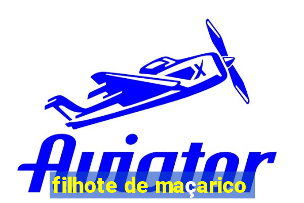 filhote de maçarico