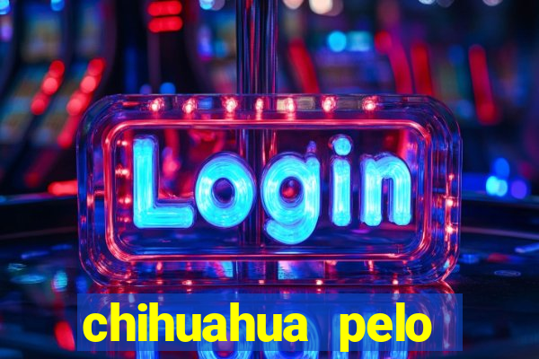 chihuahua pelo longo pre?o