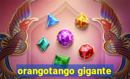 orangotango gigante